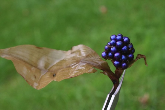 Африканский фрукт Pollia condensata имеет самый яркий цвет в природе, но при этом у него нет пигмента