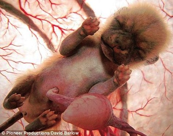 С помощью технологии моделирования учёным удалось создать анатомически-верные изображения животных в утробах матерей