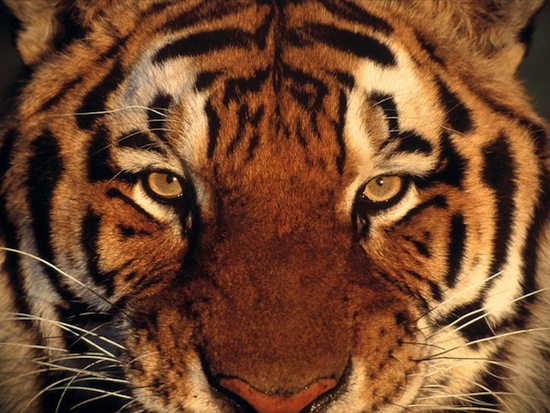 40 интересных фактов о тиграх