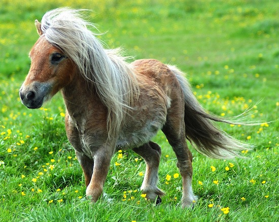 Термин «лошадиная сила» был образован не от силы лошади, а от силы пони