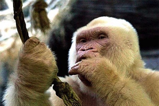 Снежок — единственная известная науке горилла-альбинос