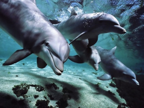 Дельфины спят только одним полушарием мозга