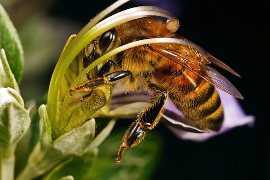 Пчёлы разбираются в искусстве
