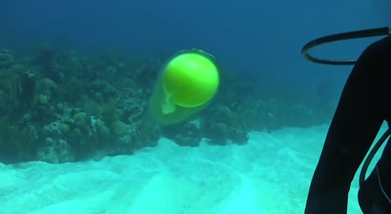 Что будет, если разбить яйцо под водой?