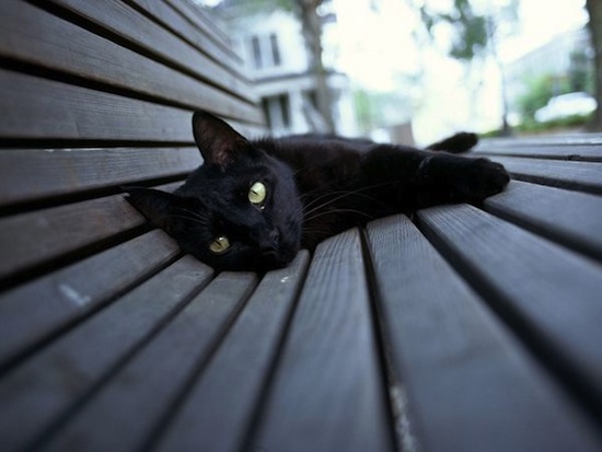 Люди не любят чёрных кошек
