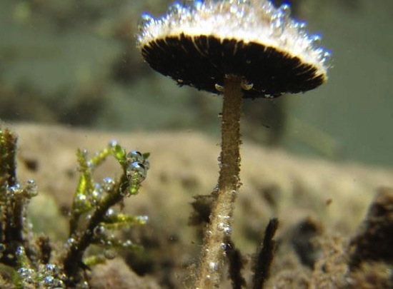 Река Рог в Орегоне — единственная в мире река, в которой растут подводные грибы