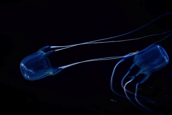Коробчатая медуза убивает болью