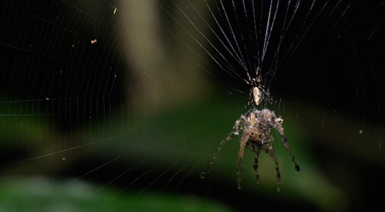 Существует паук, умеющий создавать собственную копию