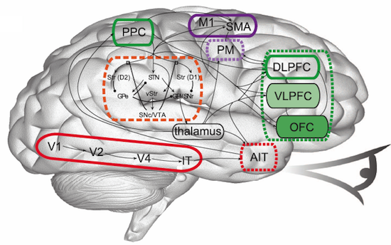 Spaun — самая реалистичная модель человеческого мозга