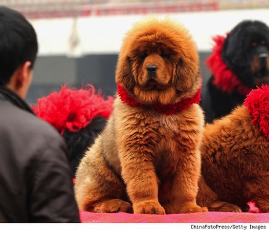 Самая дорогая собака в мире стоит $1 500 000