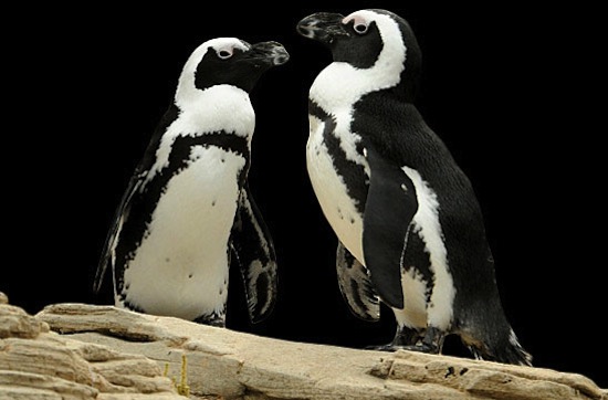 Два гомосексуальных пингвина в течение восьми лет были парой
