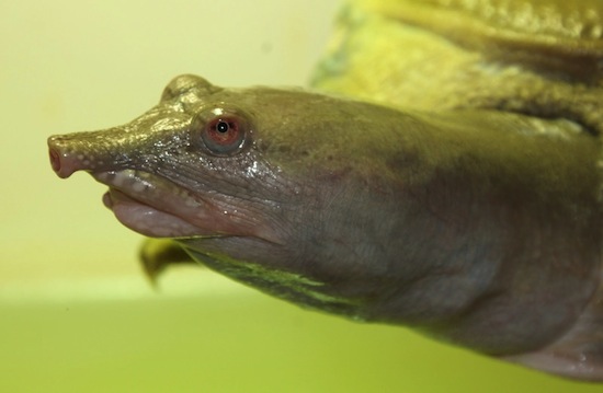 Существует черепаха, которая мочится через рот