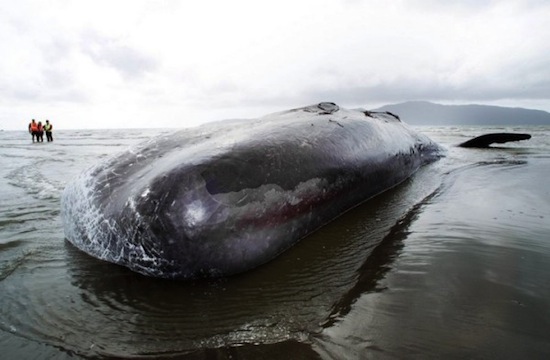 Несколько причин, по которым киты и некоторые другие животные выбрасываются на берег