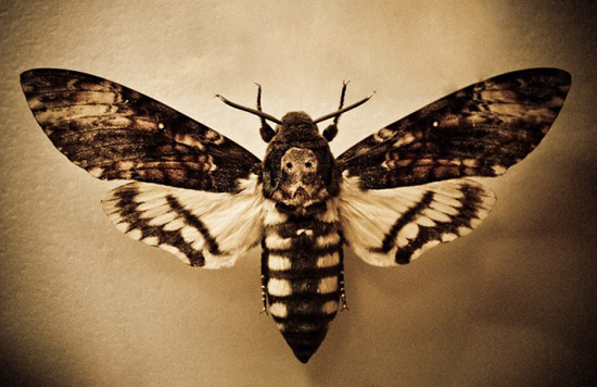 Бабочка Бражник Мёртвая голова единственная из насекомых обладает органом речи
