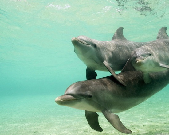 Исследователи впервые зафиксировали случай дружбы между детёнышем дельфина и кашалотами