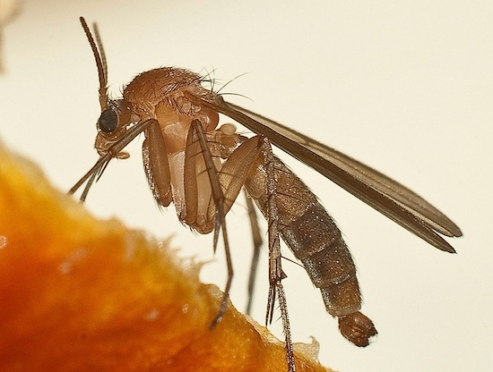 В США разводят специальных комаров, убивающих комаров