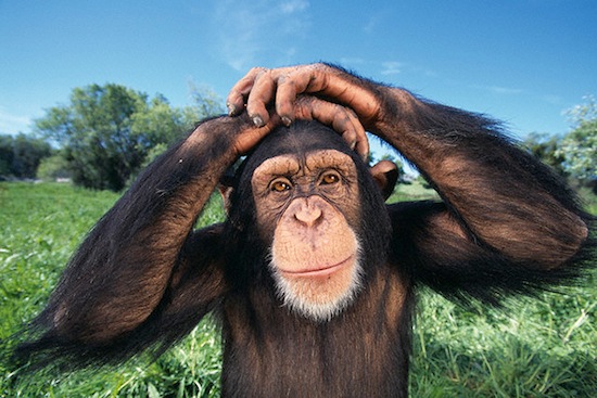 Шимпанзе обладают врождённым чувством справедливости