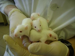 В японских университетах проводят поминальные службы по животным, умершим во время лабораторных испытаний