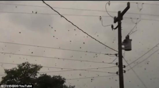 В Бразилии прошёл «дождь» из социальных пауков