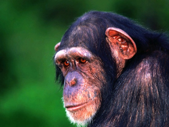 У шимпанзе рабочая память лучше, чем у людей