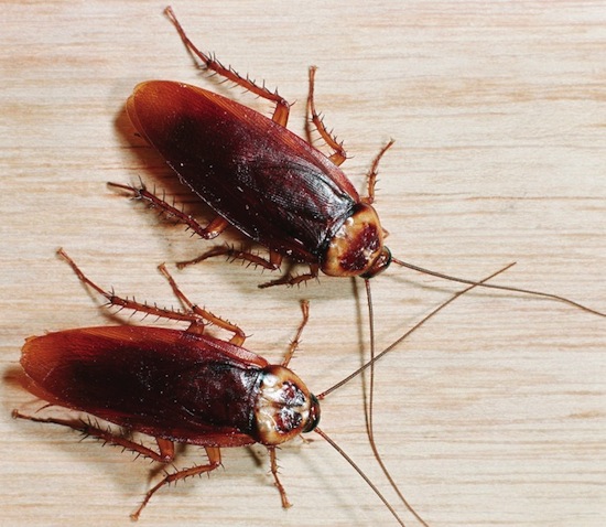 Тараканы весьма щепетильны в отношении ухода за собой