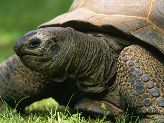 Тела и внутренние органы черепах не стареют, поэтому черепахи не умирают от старости
