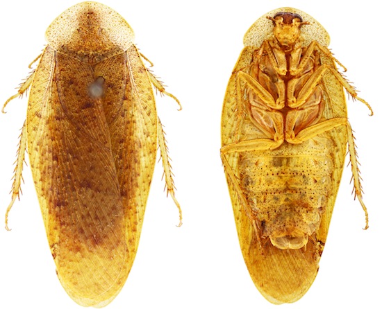 Pseudophoraspis clavellata