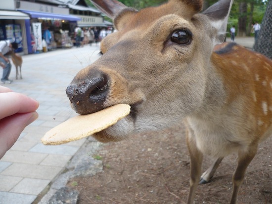В японском городе Нара дикие олени кланяются, когда люди дают им угощение