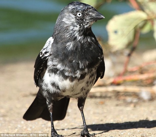 «Эффект Джорджа Клуни»: самок некоторых птиц привлекают самцы с седым оперением