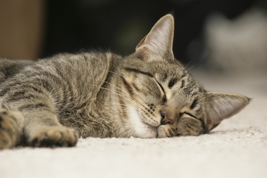 Кошки проводят во сне 70% своей жизни