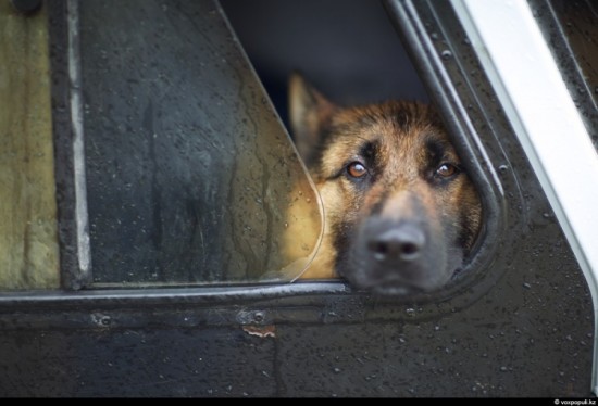 Служебные собаки при поиске наркотиков ошибаются более чем в 50% случаев