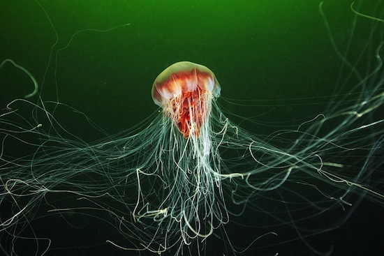 В 1870-м году была обнаружена медуза с щупальцами 36 метров в длину