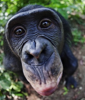 Самцы шимпанзе предпочитают пожилых самок