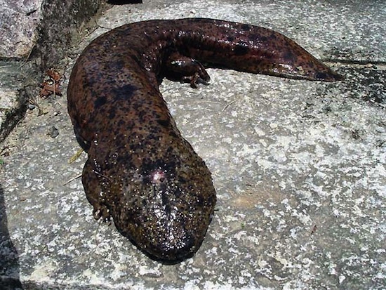 Исполинские саламандры питаются при помощи засасывания