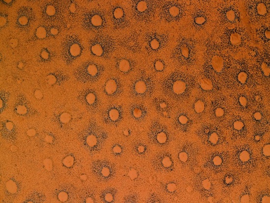 Причина появления таинственных «кругов фей» в африканской пустыне — обыкновенные термиты