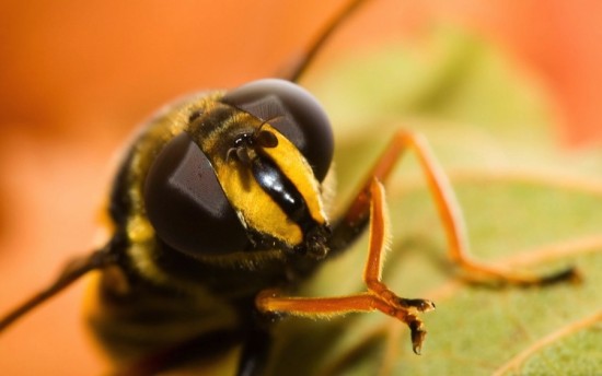 Пчёлы могут напасть на вас, если от вас будет пахнуть бананами