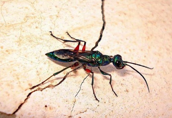 Изумрудные тараканьи осы растут внутри тараканов