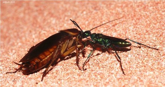 Изумрудные тараканьи осы растут внутри тараканов