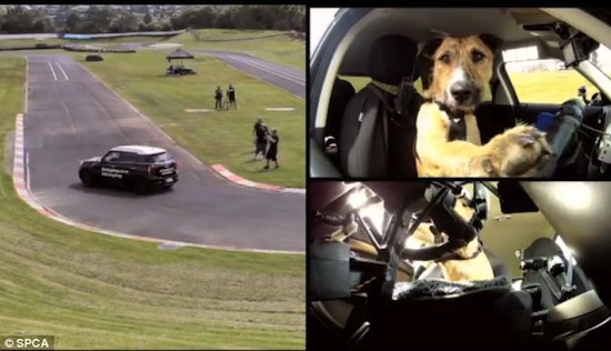 Собаку можно научить водить автомобиль