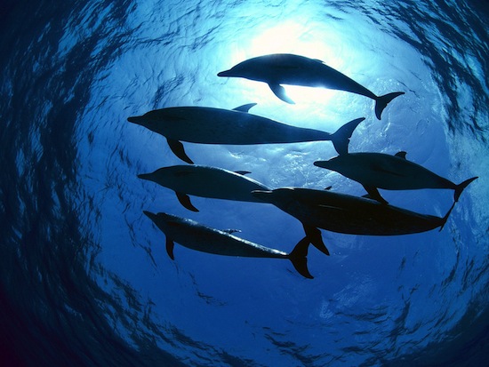 Итак, дельфины — «няшки» или безжалостные убийцы?
