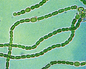 Сине-зеленые водоросли