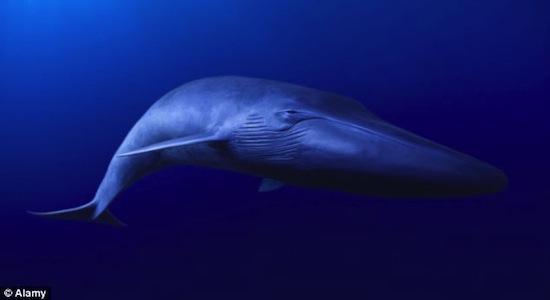 Где-то в океане плавает одинокий поющий кит, которого никто никогда не видел
