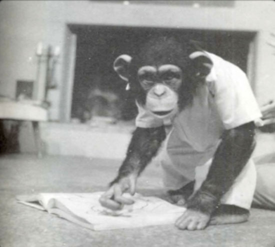 Шимпанзе Люси знала 140 слов, пила джин и смотрела порно