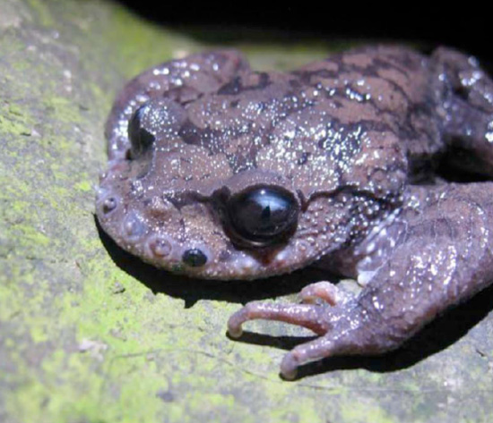 Усатая жаба дерётся усами