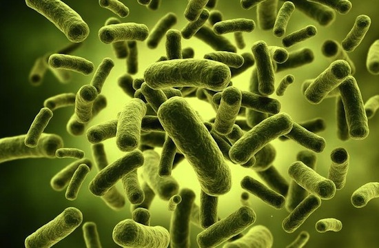 5 интересных фактов о микробах, живущих внутри вас