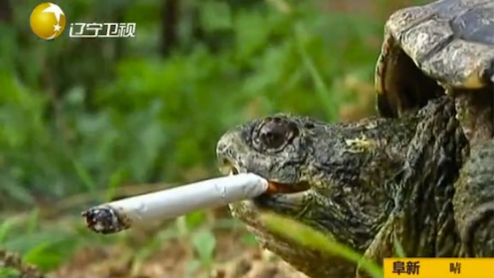Грифовая черепаха из Китая выкуривает по десять сигарет в день