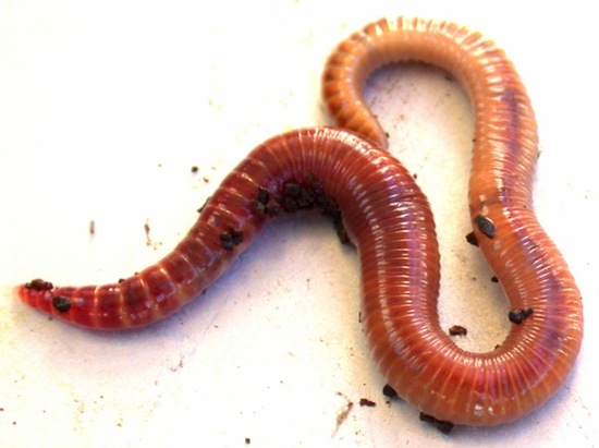 Если дождевого червя разрезать пополам — не получится два живых червя, это миф