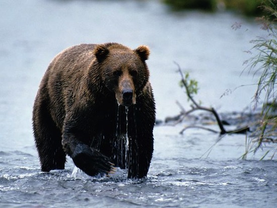 Сибиряки поклонялись бурому медведю