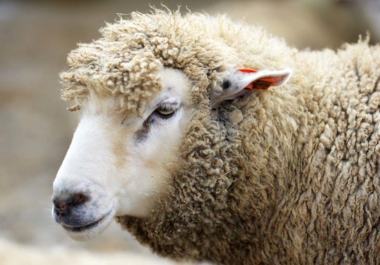 Учёные создали химер — овец с человеческими органами