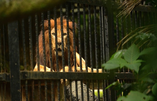 На Коста-Рике решено закрыть все государственные зоопарки и выпустить животных на волю